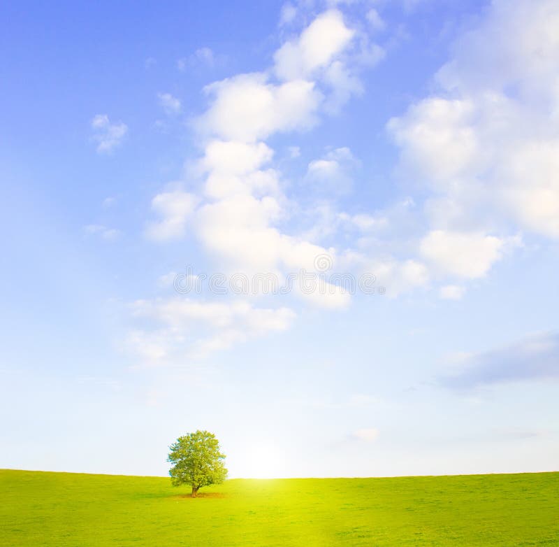 Idyllic meadow with tree