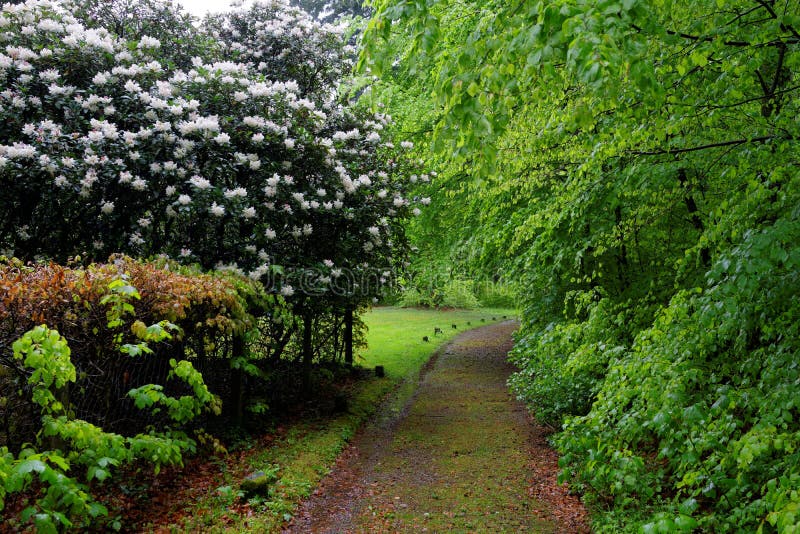 Path in lush park landscape at rainy day in spring royalty free stock images Path in lush park landscape at rainy day in spring royalty free stock images