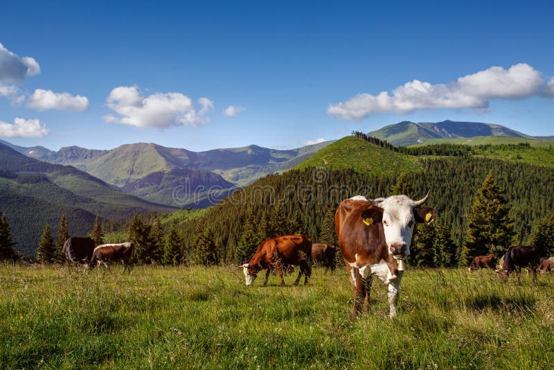 Idyllic summer landscape in the mountain with cow