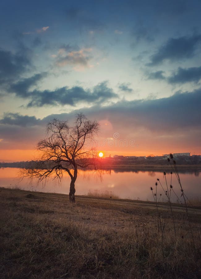 Idyllic sundown scene, steppe landscape vertical photo with a bare lone willow tree on the dry grass meadow near the pond. Silent. Evening mood, countryside stock photography Idyllic sundown scene, steppe landscape vertical photo with a bare lone willow tree on the dry grass meadow near the pond. Silent. Evening mood, countryside stock photography