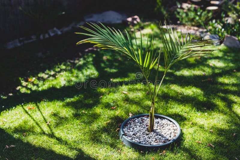 Idyllic sunny backyard with tropical bangalow palm tree in the middle of perfect green lawn