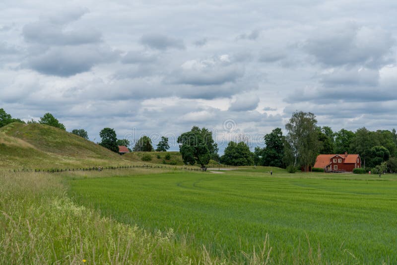 Tpical  Swedish countryside landscape with expansive wheat fields and red farmstead hosues