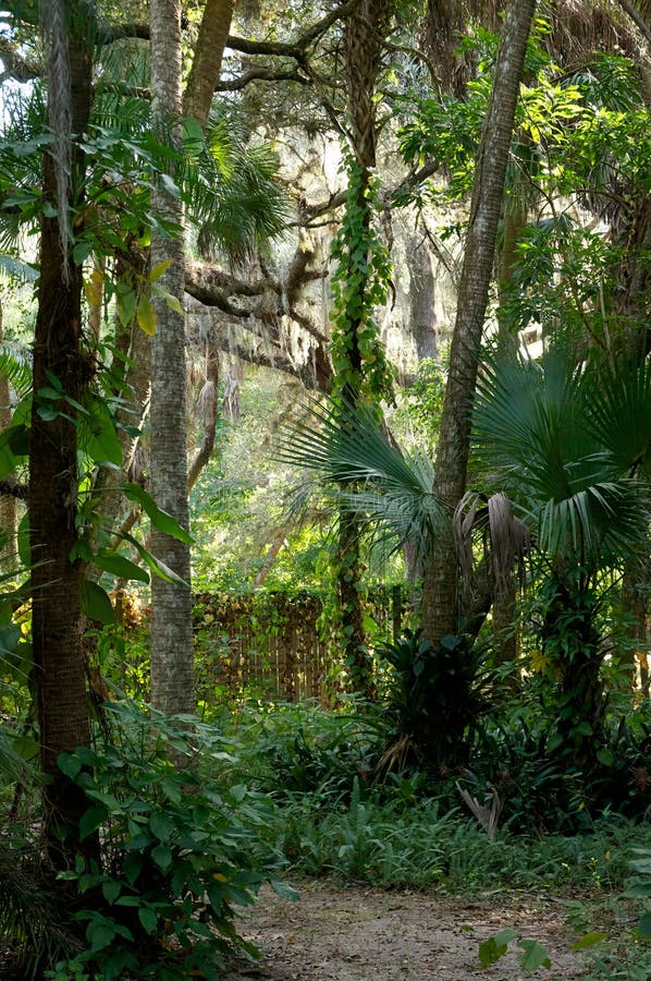 Download Idyllic tropical pathway stock image. Image of ferns - 36081017
