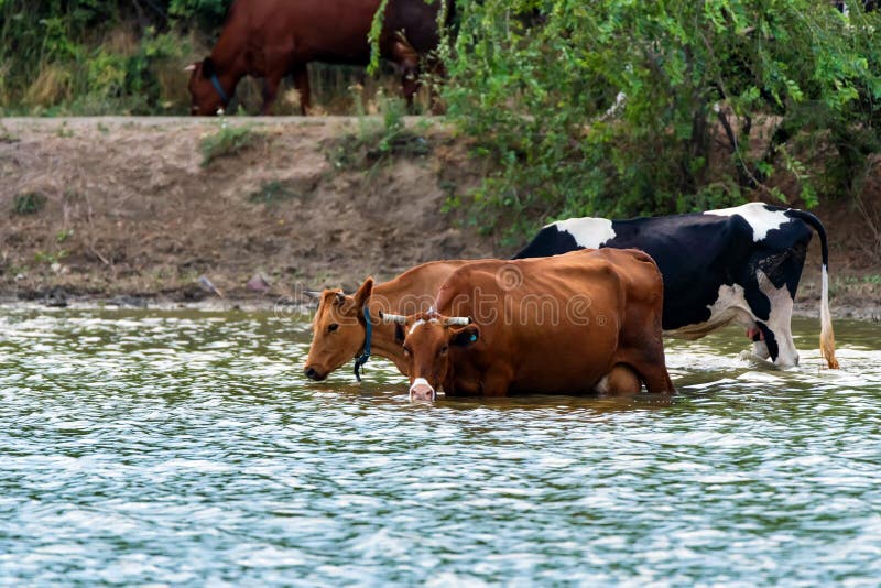 Cows Drink Water from River Stock Image Image of field, blue 121588075