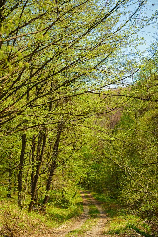 Idyllic Way in Green Forest with Soft Sunlight Shining through F Stock ...