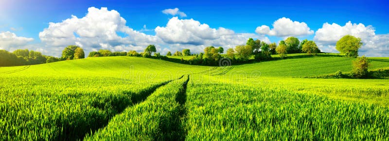 Idylliczni zieleni pola z wibrującym niebieskim niebem
