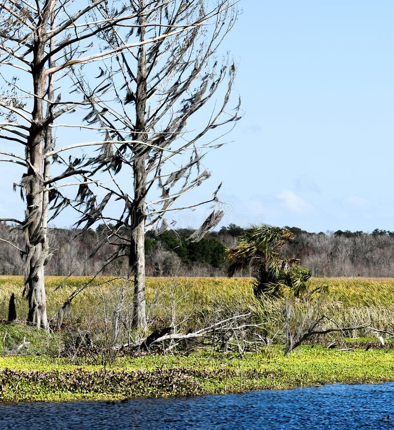 Idyllique et Serene Story Book Setting de vieux arbres donnant sur un lac et une pr?servation de la nature en Floride photos stock Idyllique et Serene Story Book Setting de vieux arbres donnant sur un lac et une pr?servation de la nature en Floride photos stock
