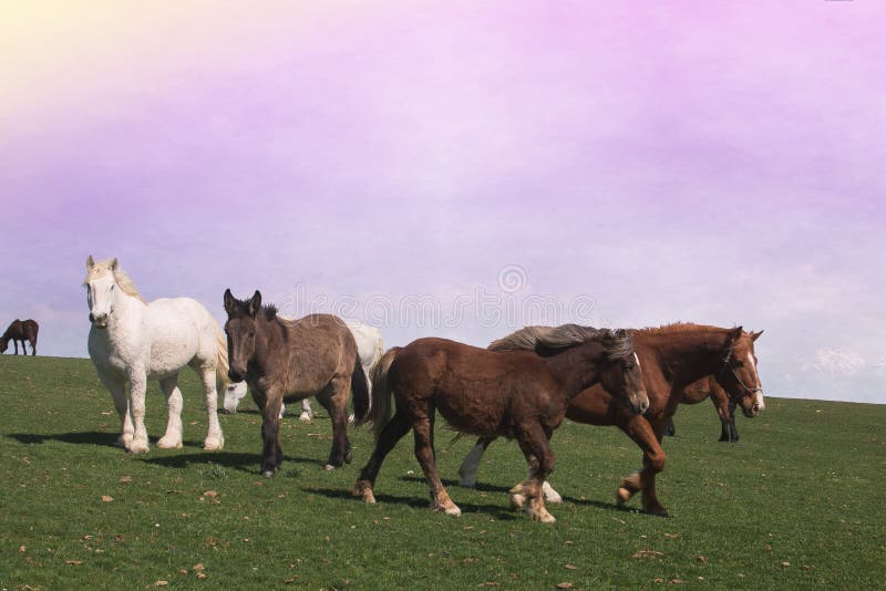 Idyllisch landschap met het weiden van paarden en ezel bij zonsondergang stock foto Idyllisch landschap met het weiden van paarden en ezel bij zonsondergang stock foto