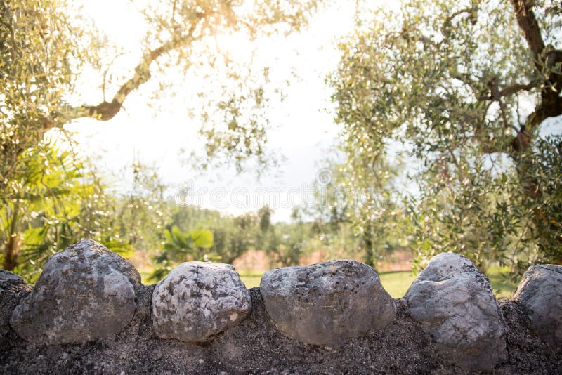 Stony wall in foreground, olive trees and evening sun in the blurry background scenery italy stonewall green taste agriculture farm harvest mediterranean oil food healthy plantation leaf harvesting nature rural farming cultivation italian organic countryside bokeh light sunny cookery agrarian ingredient garden. Stony wall in foreground, olive trees and evening sun in the blurry background scenery italy stonewall green taste agriculture farm harvest mediterranean oil food healthy plantation leaf harvesting nature rural farming cultivation italian organic countryside bokeh light sunny cookery agrarian ingredient garden