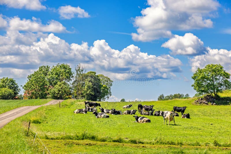 Idyllische Aussicht auf die Landschaft mit Katzen auf der Wiese und sonniger Sommertag stockbild