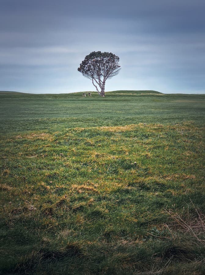 Idyllische Aussicht auf eine Bank unter einem einsamen Baum im Feld. malerisches Landschaftskonzept lizenzfreie stockbilder