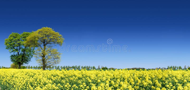 Idyllische Landschaft, einsame Bäume unter Rapsfeldern stockfotografie Idyllische Landschaft, einsame Bäume unter Rapsfeldern stockfotografie