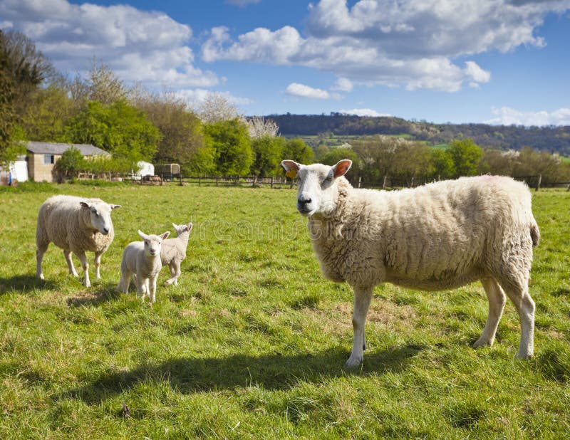 Idyllisches ländliches Ackerland, Cotswolds Großbritannien stockfoto Idyllisches ländliches Ackerland, Cotswolds Großbritannien stockfoto