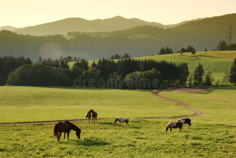Idyllisk morgon för hästar