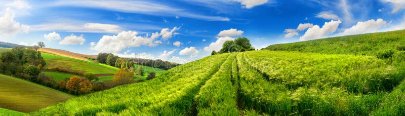 Idylliska gröna kornfält och molåda panorama