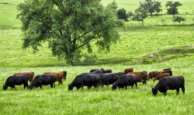 Idylliskt grönt landskap med att beta kor