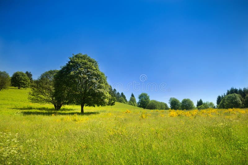 Idylliskt lantligt landskap med den gröna ängen och djupblå himmel