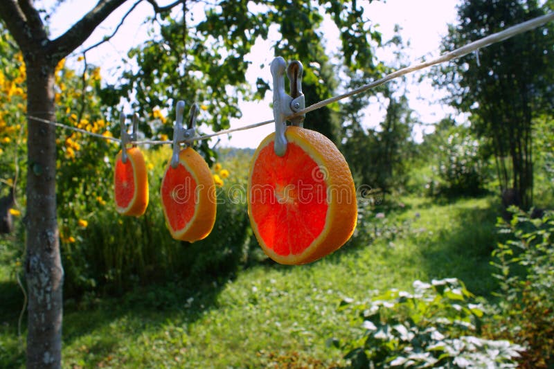 idérik orange arkivbilder idérik orange arkivbilder