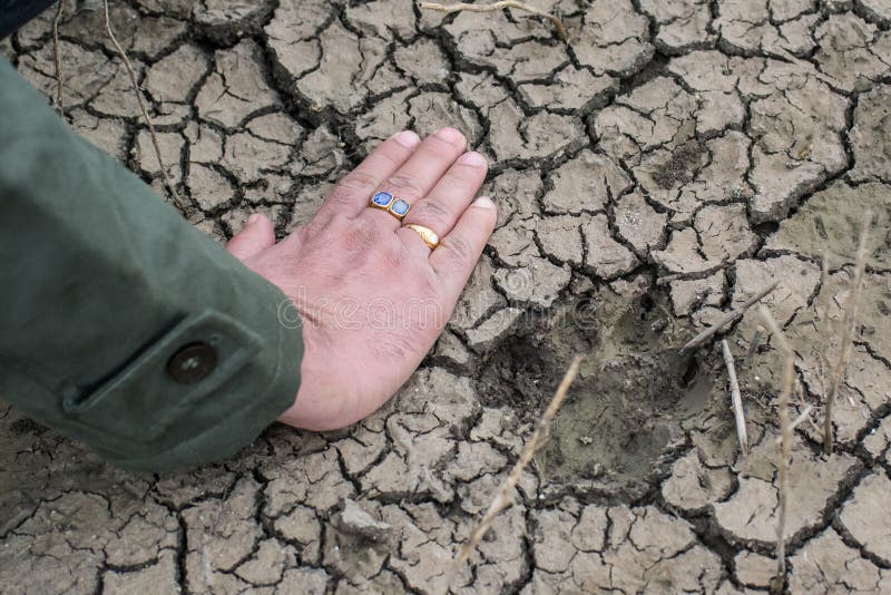 Iena Pugmark dell'animale selvatico su terra bagnata immagine stock libera da diritti Iena Pugmark dell'animale selvatico su terra bagnata immagine stock libera da diritti
