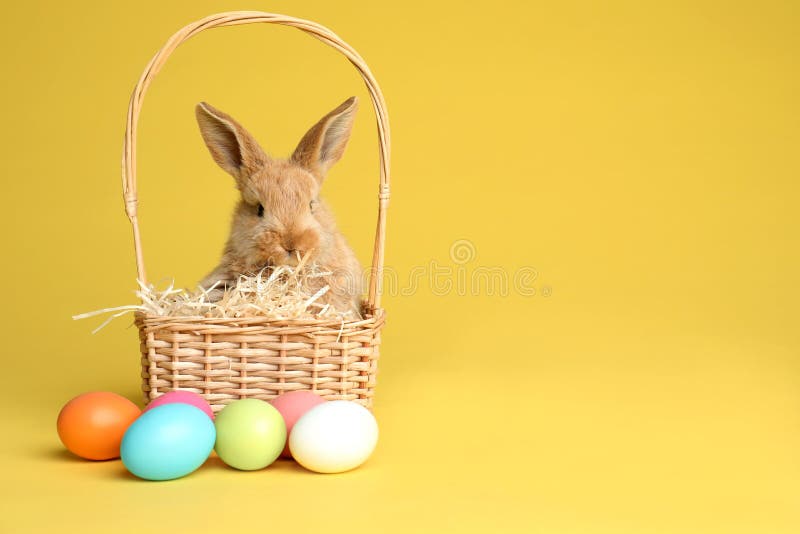 Iepuraș de Paști cu blană adorabil în coșul cu răchită și ouă vopsite pe fond colorat stock images