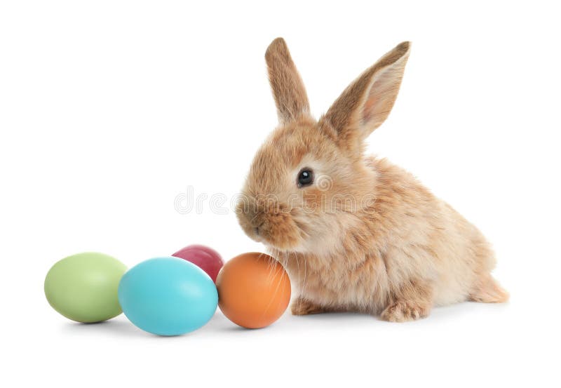 Iepuraș de Paști cu blană adorabil și ouă colorate pe alb royalty free stock image
