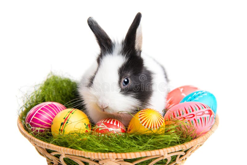 Iepuraș de Paști cu ouă în coș stock photo