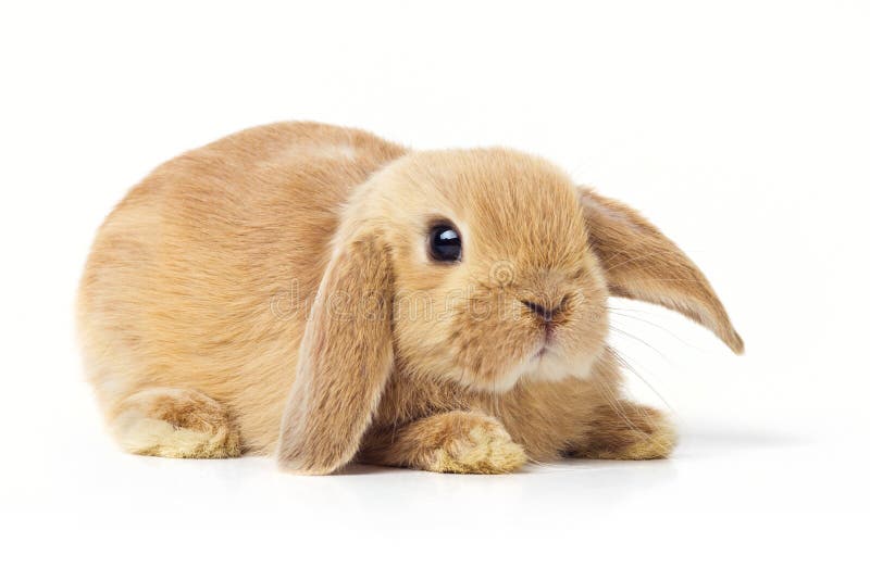 Iepuraș de Paști royalty free stock photo