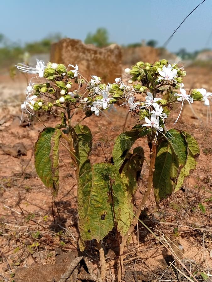 White Flower in Rural Seeds. Stock Image Image of nature, natural