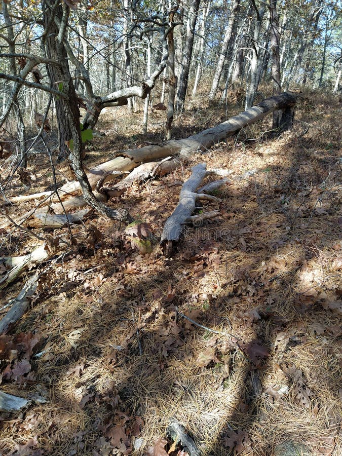 If a tree falls and one is there royalty free stock images If a tree falls and one is there royalty free stock images