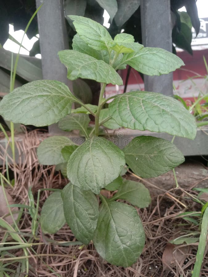 2,606 Ornamental Crops Stock Photos Free & RoyaltyFree Stock Photos