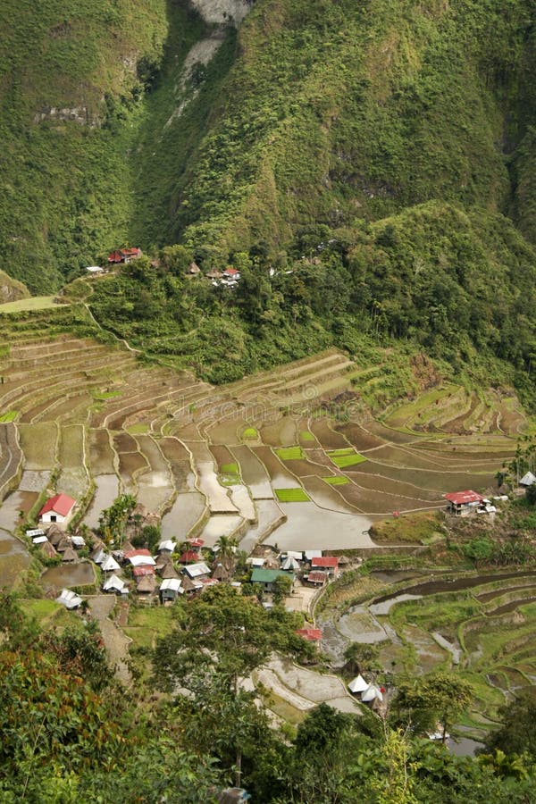 world heritage ifugao rice terraces on steep mountain sides of batad northern luzon the philippines. world heritage ifugao rice terraces on steep mountain sides of batad northern luzon the philippines