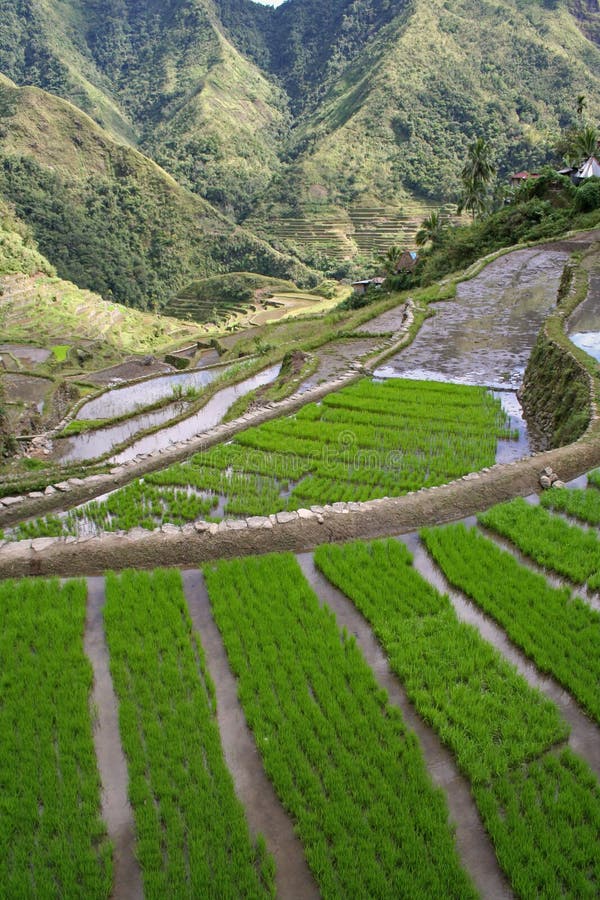 lush green Ifugao rice terraces built on the steep mountain sides of rural batad northern luzon the philippines. lush green Ifugao rice terraces built on the steep mountain sides of rural batad northern luzon the philippines