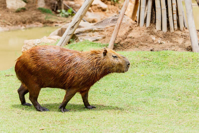 Ig Capybara hydrochoerus hydrochaeris in the zoo. 