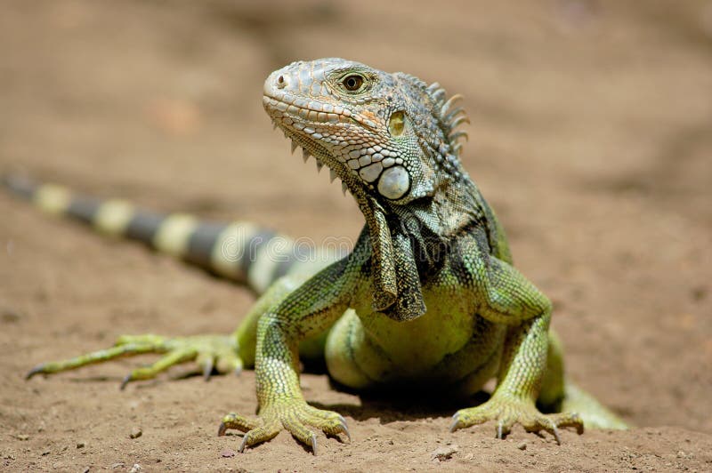 Iguana