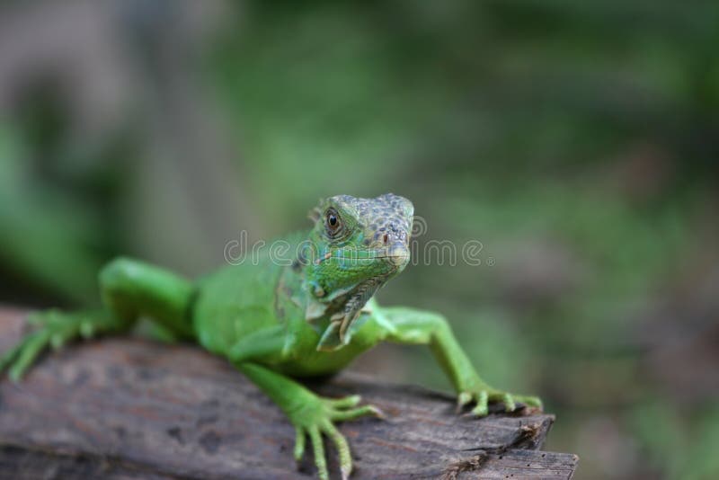 Iguana