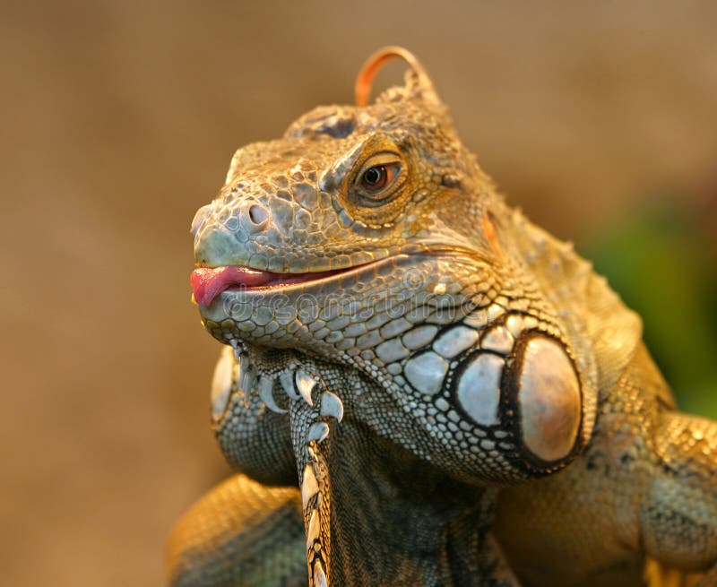 Iguana