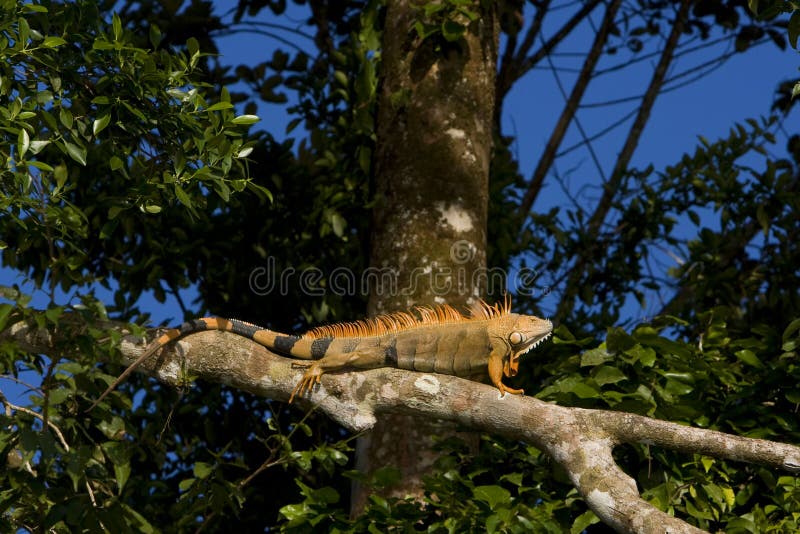 Iguana