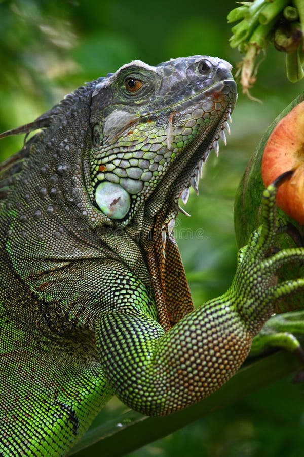 Iguana