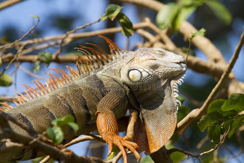 Iguana