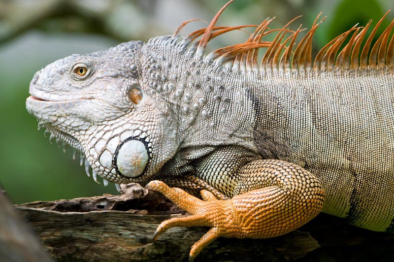 Iguana