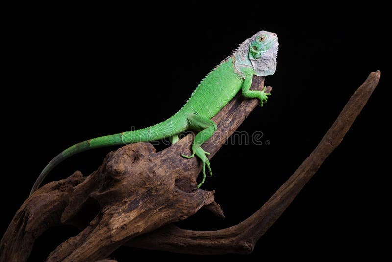 Iguana imagen de archivo Iguana imagen de archivo
