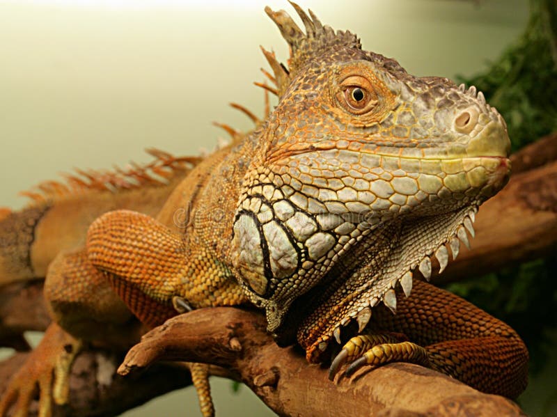 Iguana