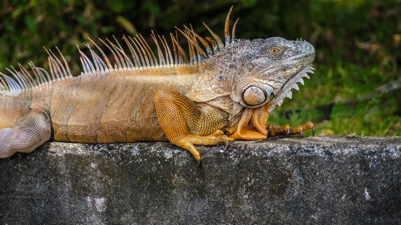 Iguana imagenes de archivo Iguana imagenes de archivo