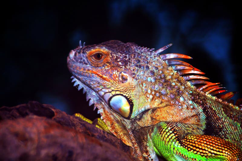 Iguana