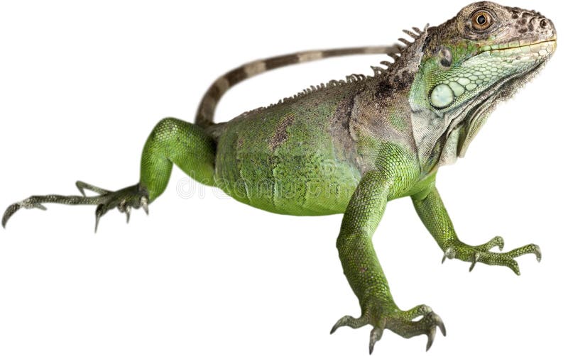 Iguana imagenes de archivo Iguana imagenes de archivo