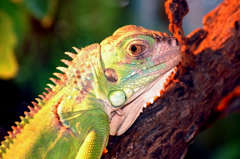 Iguana