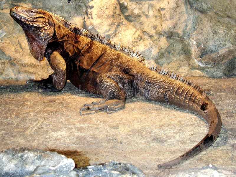 Iguana