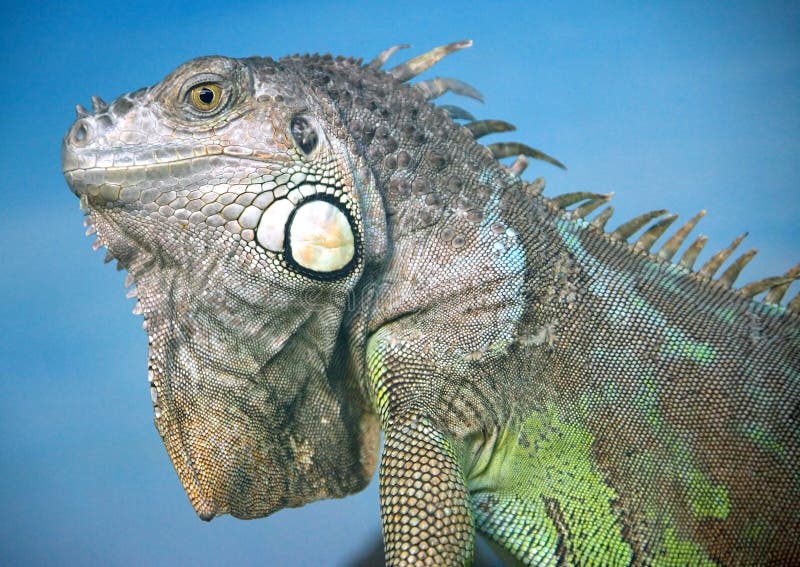 Iguana 9 stock photo. Image of iguana, species, claws - 4097804