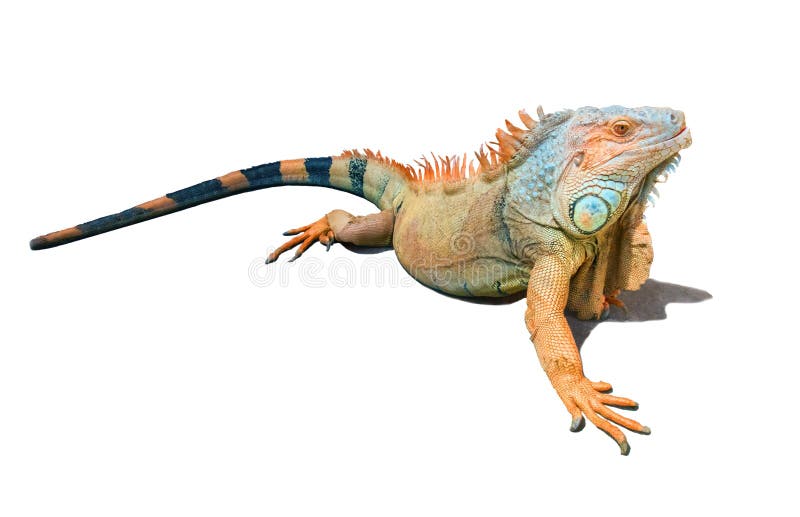 Iguana alaranjada, marrom e azul isolada no branco fotografia de stock royalty free Iguana alaranjada, marrom e azul isolada no branco fotografia de stock royalty free