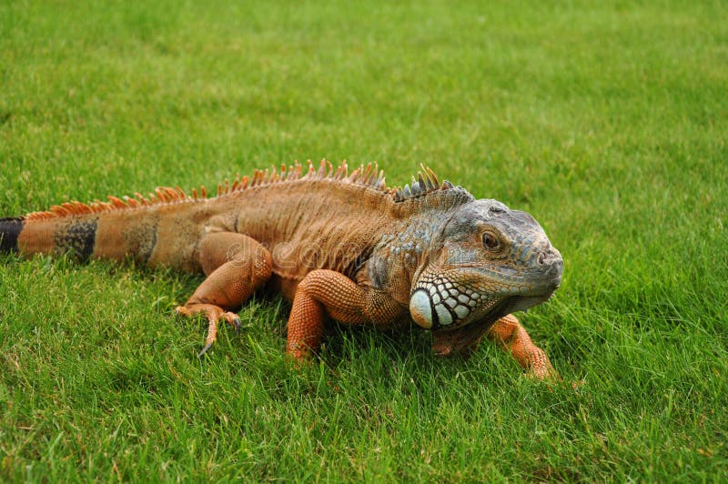 Iguana anaranjada imagen de archivo Iguana anaranjada imagen de archivo